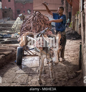 Un homme marocain local mise en cuir cuirs trempés sur un âne. L'homme travaille à la tannerie de Marrakech au Maroc. Il y a un animal pack aussi. Banque D'Images