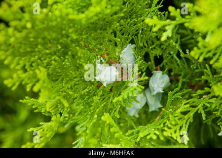 Thuja chinois oriental arborvitae, aka, le biote, oriental thuja Platycladus orientalis (cônes) Banque D'Images