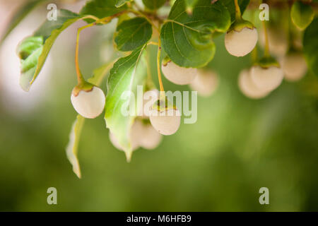 Snowbell japonais les baies (Styrax japonica, Styrax japanicus) on tree Banque D'Images