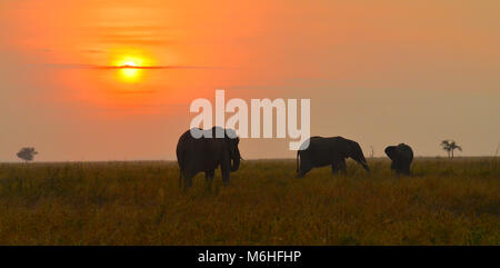 Le Parc National du Serengeti en Tanzanie, est un des plus spectaculaires des destinations de la faune sur terre. Les éléphants sur plaines d'un coucher de soleil rouge. Banque D'Images