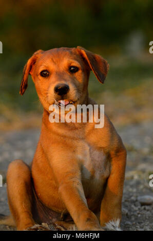 Pup Masaai près de parc national de Tarangire, en Tanzanie. Banque D'Images