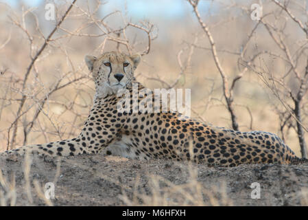 Le Parc National du Serengeti en Tanzanie, est un des plus spectaculaires des destinations de la faune sur terre. Banque D'Images