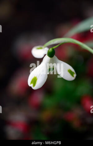 Galanthus trumps,snowdrop perce-neige,printemps,fleurs,fleurs,fleurs,blanc,vert,marques,marqué,marque,encoche Corydalis solida oiseau de feu,backgrou Banque D'Images