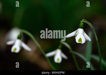 Galanthus trumps,snowdrop perce-neige,printemps,fleurs,fleurs,fleurs,blanc,vert,marques,marqué,marque,encoche Floral RM Banque D'Images