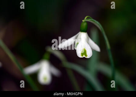 Galanthus trumps,snowdrop perce-neige,printemps,fleurs,fleurs,fleurs,blanc,vert,marques,marqué,marque,encoche Floral RM Banque D'Images