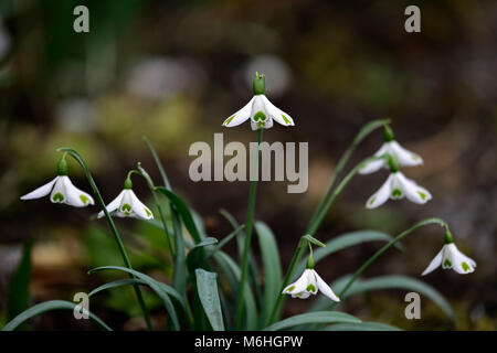 Galanthus trumps,snowdrop perce-neige,printemps,fleurs,fleurs,fleurs,blanc,vert,marques,marqué,marque,encoche Floral RM Banque D'Images