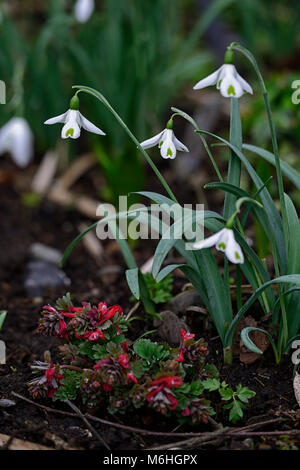 Galanthus trumps, snowdrop, perce-neige, printemps, fleur, fleurs, floraison,,blanc,vert,marques,marqué,marque,encoche Corydalis solida oiseau de feu,b Banque D'Images