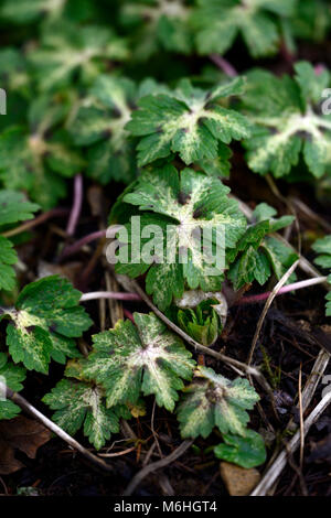 Geranium phaeum géranium sanguin,lisa,marbré de feuillage panaché,feuilles,couvre-sol,jardin,Fleurs,RM Banque D'Images