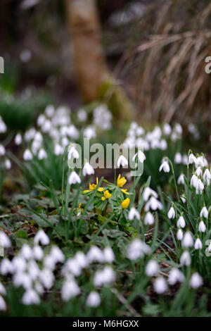 Galanthus, eranthis, snowdrop, perce-neige, printemps, jaune,blanc fleur, fleurs, plantes à fleurs,RM Banque D'Images