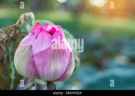 Lotus rose dans l'étang avec le soleil brille. Banque D'Images