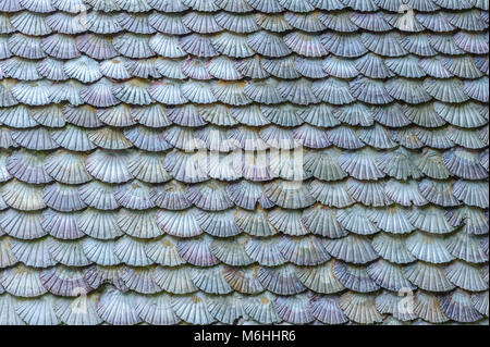 Arrière-plan de coquilles st Jacques Banque D'Images