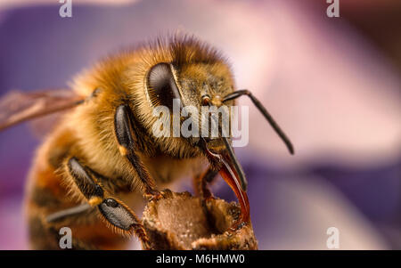 'Abeille à miel, Close up macro photographie Banque D'Images