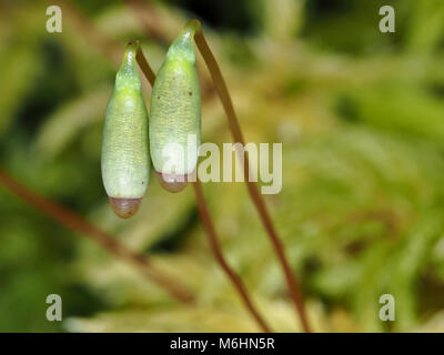 Les sporophytes Moss macro shot Banque D'Images