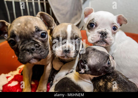 Chiots bulldog français secourus Banque D'Images