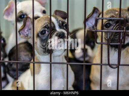 Chiots bulldog français secourus Banque D'Images