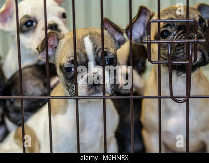 Chiots bulldog français secourus Banque D'Images