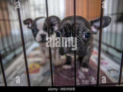 Chiots bulldog français secourus Banque D'Images