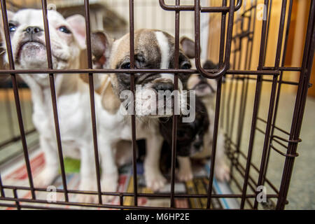 Chiots bulldog français secourus Banque D'Images