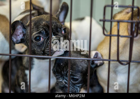 Chiots bulldog français secourus Banque D'Images