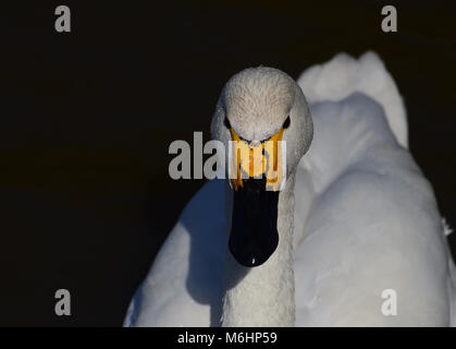 Le cygne de Bewick Cygnus columbianus profil face sur l'eau Banque D'Images