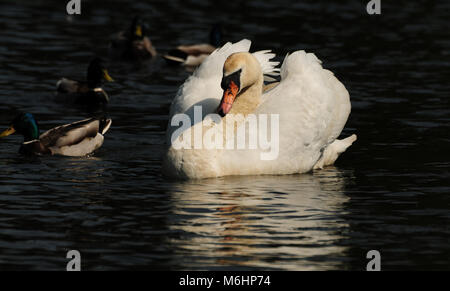 Des profils cygne muet sur l'eau, ailes, UK Banque D'Images