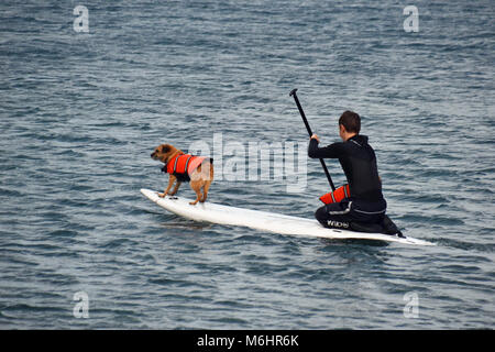 Chiens paddle dans la mer au large de Porthallow Beach, près de Helston, Cornwall Banque D'Images