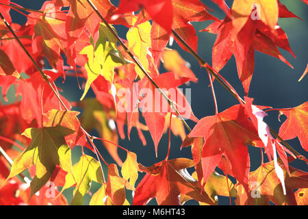 Feuilles d'érable rouge et jaune,beaucoup de belles feuilles d'érable rouges et jaunes qui poussent sur l'arbre en automne Banque D'Images