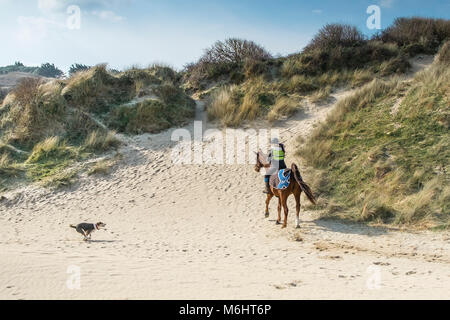 Un chien de tête le tournant à un cheval-cavalier dans les dunes de sable de Crantock en Newquay Cornwall. Banque D'Images