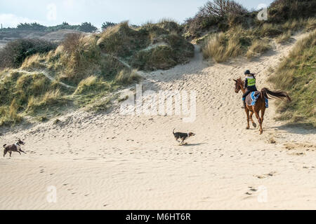 Les chiens de la conduire à un cheval-cavalier dans les dunes de sable de Crantock en Newquay Cornwall. Banque D'Images