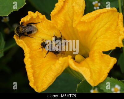 Les bourdons pollinisent les fleurs. Les bourdons s'asseoir sur un potiron jaune fleur. Banque D'Images