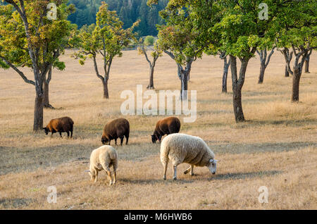 Les moutons domestiques, la Ferme Ruckle, parc provincial Ruckle, Salt Spring Island, British Columbia, Canada Banque D'Images