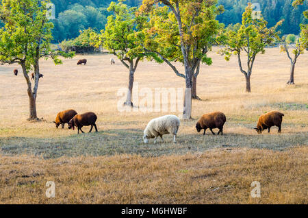 Les moutons domestiques, la Ferme Ruckle, parc provincial Ruckle, Salt Spring Island, British Columbia, Canada Banque D'Images