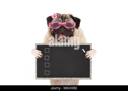 Mignon femelle pug dog puppy holding up liste vierge sur tableau noir avec des cases tracées à la craie, isolé sur fond blanc Banque D'Images