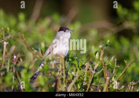 Visiteur d'été homme Blackcap orangée (Sylvia atricapilla), petit gris, d'un oiseau perché sur une haie. Bowling Green Marsh, Topsham, Exeter, Devon, UK Banque D'Images