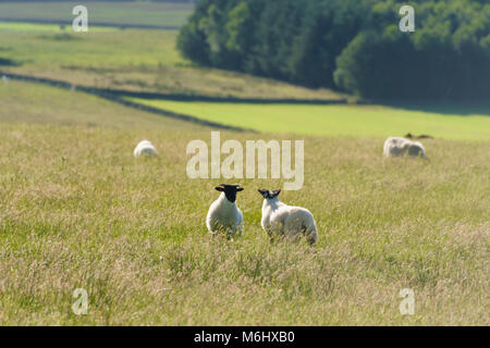 Ecosse - les terres agricoles de la Merse à Westruther dans le Berwickshire. Les moutons. Banque D'Images