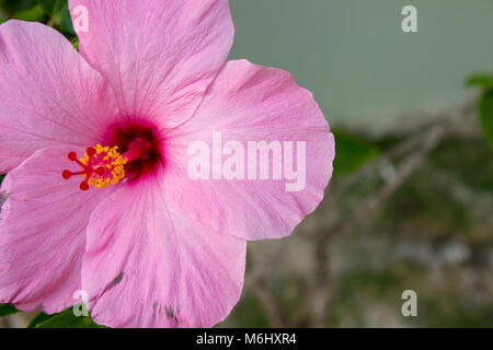 Gros plan d'une fleur d'hibiscus rose fuschia avec une profonde gorge. Banque D'Images