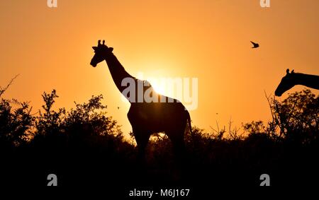 Kruger Park, Afrique du Sud. Un paradis de la faune et des oiseaux. Girafe longue silhouette au lever du soleil Banque D'Images