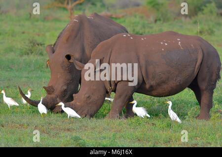 Kruger Park, Afrique du Sud. Un paradis de la faune et des oiseaux. Le rhinocéros blanc du sud le pâturage. Banque D'Images