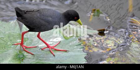 Kruger Park, Afrique du Sud. Un paradis de la faune et des oiseaux. Butor sur Lily Pad Banque D'Images