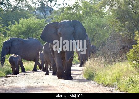 Kruger Park, Afrique du Sud. Un paradis de la faune et des oiseaux. African elephant bull en mode agressif muth Banque D'Images