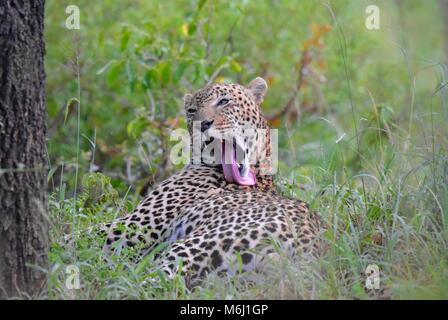 Kruger Park, Afrique du Sud. Un paradis de la faune et des oiseaux. Léopard mâle détente sur grassand lécher son dos avec sa langue. Banque D'Images