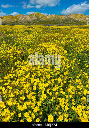 Fiddlenecks Monolopia Carizzo, Plaine, Monument National, San Luis Obispo County, Californie Banque D'Images