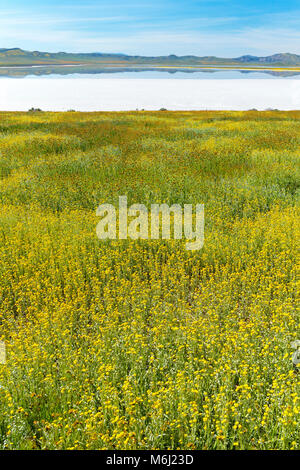 Fiddlenecks Monolopia, soude, Lac, Carizzo Plain National Monument, San Luis Obispo County, Californie Banque D'Images