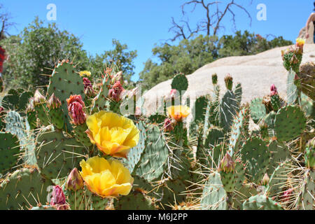 Tulip Prickly Pear ; Opuntia Phaeacantha. Banque D'Images