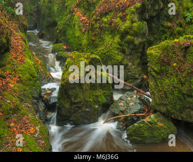 Cataract Creek, le Mont Tamalpais, comté de Marin, en Californie Banque D'Images