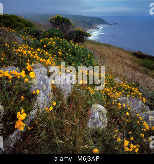 Coquelicots, Eschscholzia californica, Tomales Point, Point Reyes National Seashore, comté de Marin, en Californie Banque D'Images
