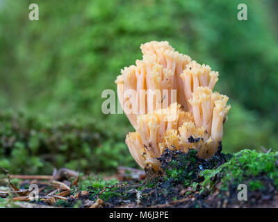 Belle clavaria Ramaria formosa, Banque D'Images