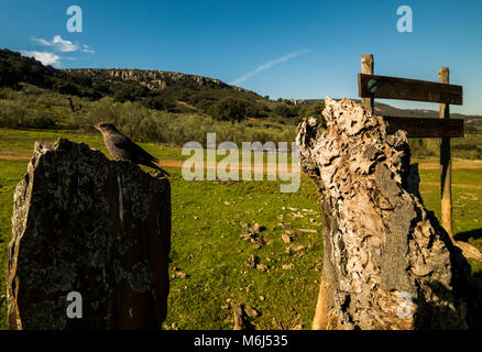 Blue rock thrush (Monticola solitarius) Femmes Banque D'Images