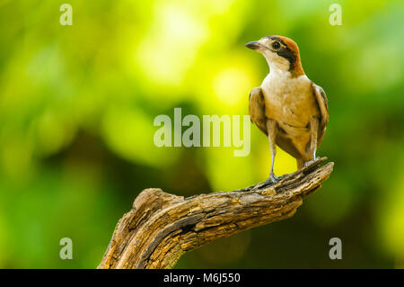 Woodchat Shrike (Lanius senator) mâle, perché ina une succursale Banque D'Images