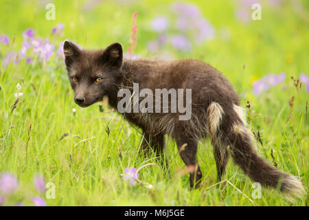 Le renard arctique morph bleu adulte dans la prairie avec des fleurs, l'été à Hornstrandir, Islande. Banque D'Images